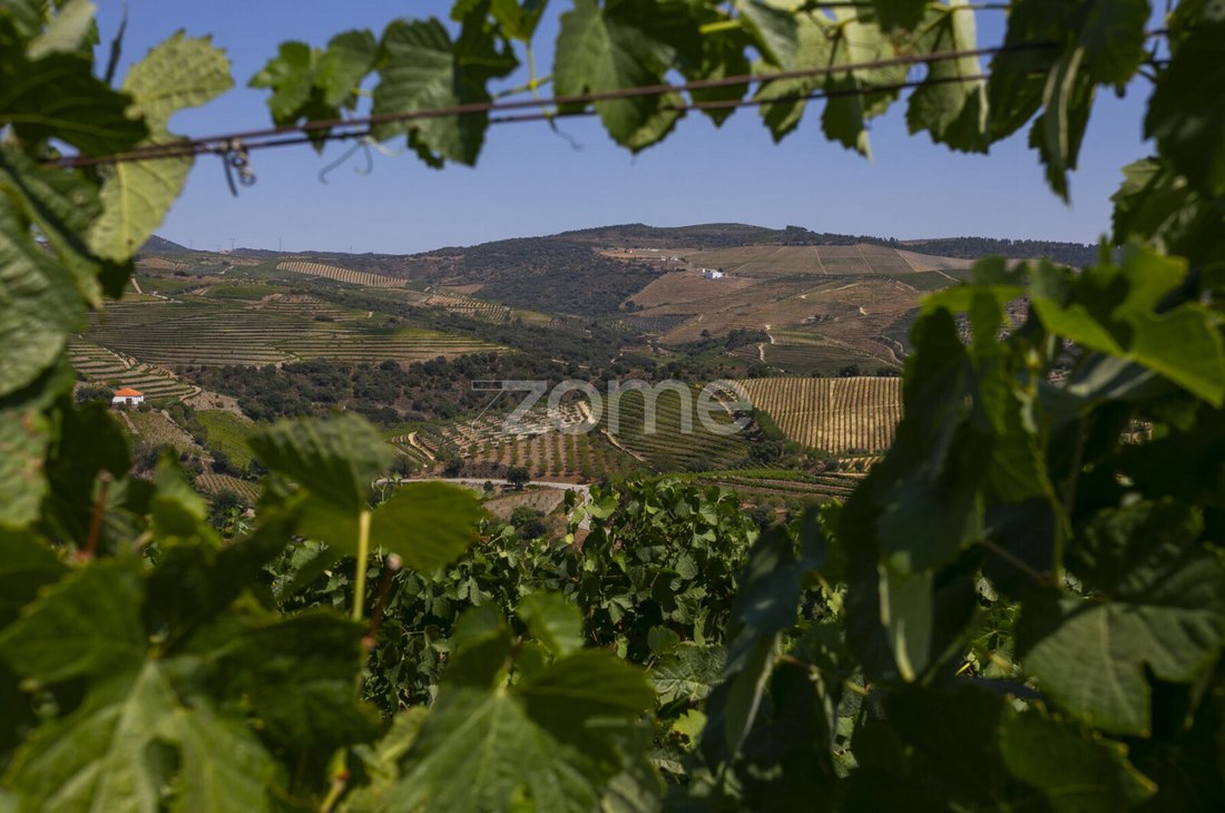Finca a Valongo dos Azeites, Distretto di Viseu, Portogallo 1 - 18563391