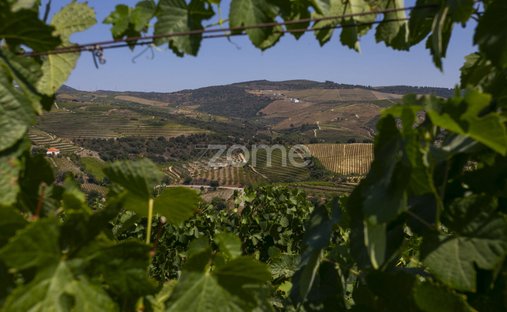 Finca en Valongo dos Azeites, Distrito de Viseu, Portugal 1