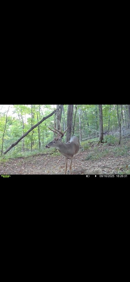 Farm Ranch in Grider, Kentucky, United States 5 - 18558854