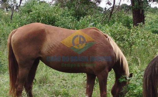 Anwesen in São Gabriel do Oeste, Mato Grosso do Sul, Brasilien 1