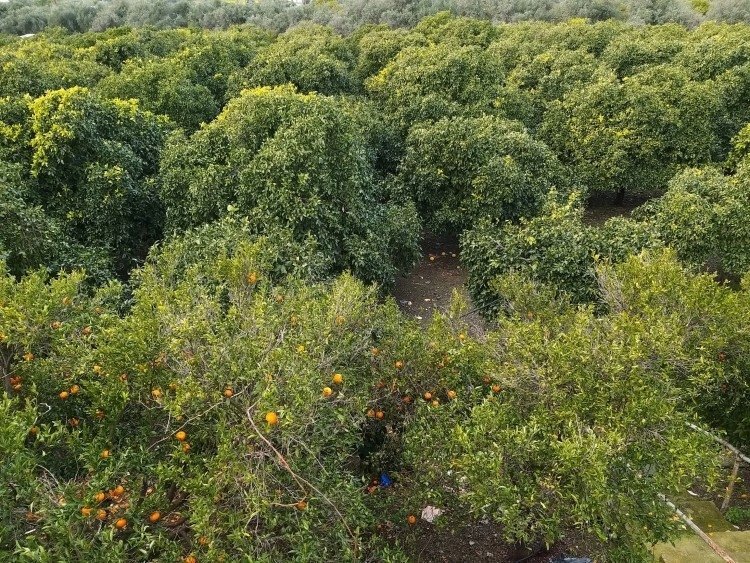 Land in Moni, Limassol, Cyprus 4 - 14403586