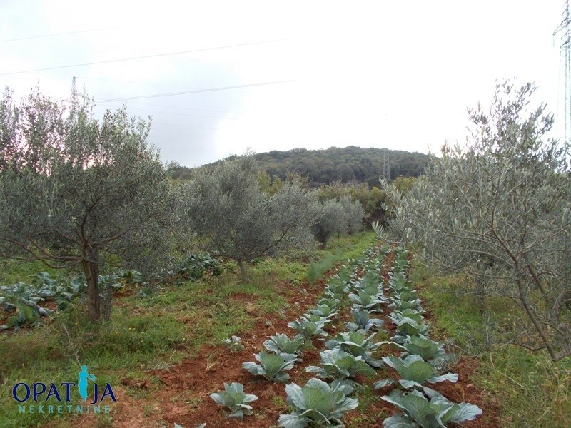 Land in Rovinj, Istria County, Croatia 4 - 18560702