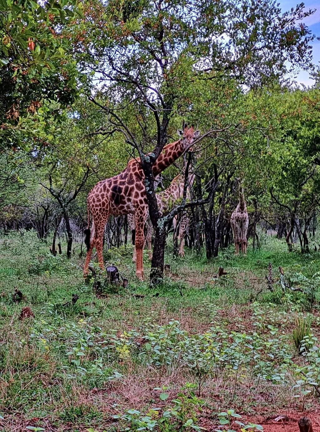 Rancho en Modimolle, Provincia de Limpopo, Sudáfrica 1 - 18567435