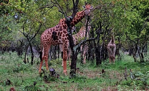 Azienda agricola a Modimolle, Provincia del Limpopo, Sudafrica 1