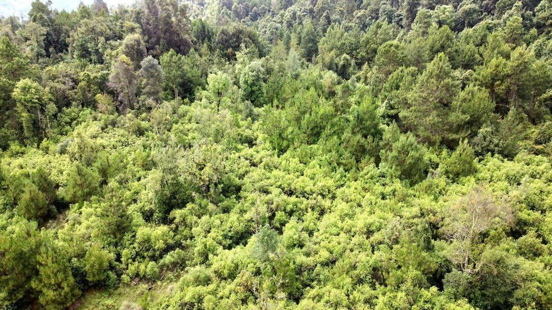 Land in Santa María Pipioltepec, State of Mexico, Mexico 3 - 18568374