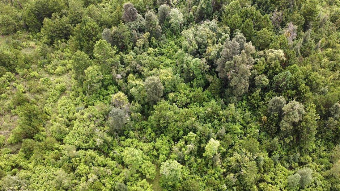 Land in Santa María Pipioltepec, State of Mexico, Mexico 4 - 18568374