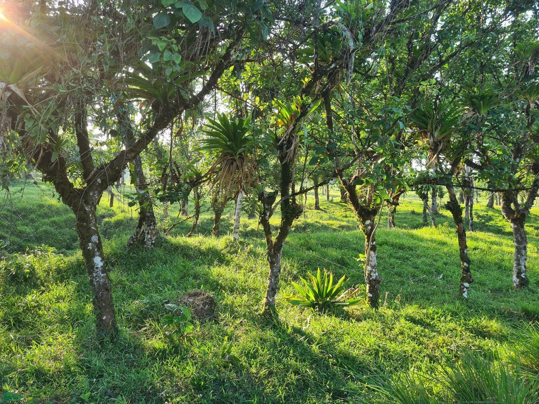 Land in Dos Ríos, Upala, Costa Rica 5 - 18527610