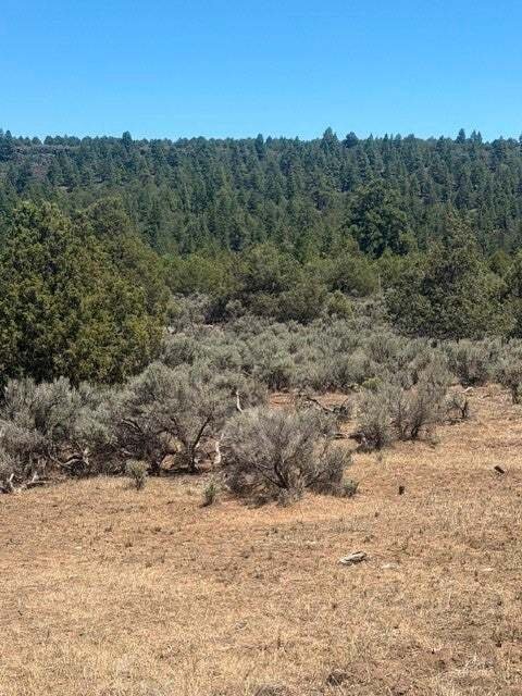 Los Ojos, New Mexico, United States 5 - 18576744