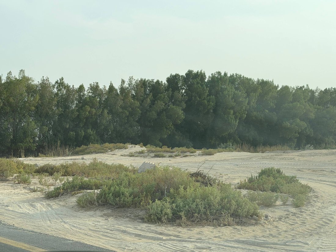 Terrain à Al Barari, Doubaï, Émirats arabes unis 5 - 18574454