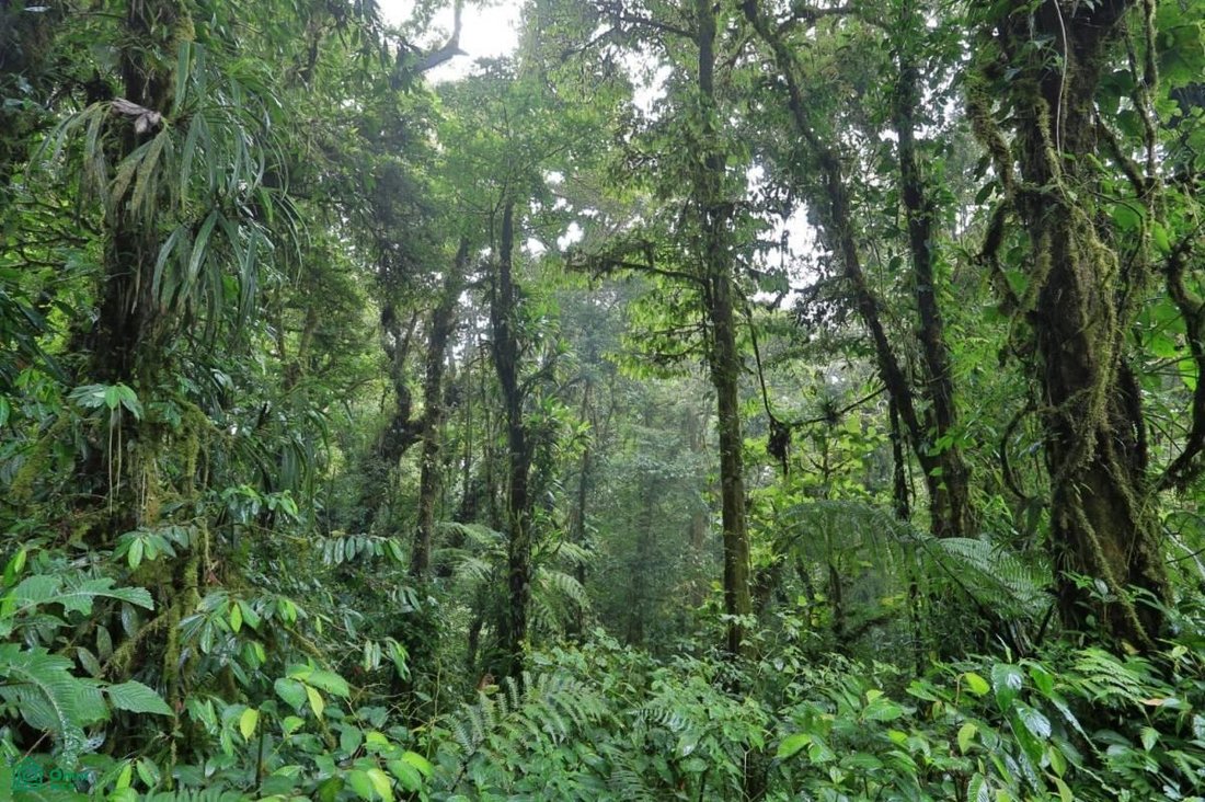 Land in San Ramón, San Ramón, Costa Rica 3 - 18353387