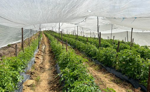 Farm Ranch in Johannesburg, Gauteng, Südafrika 1