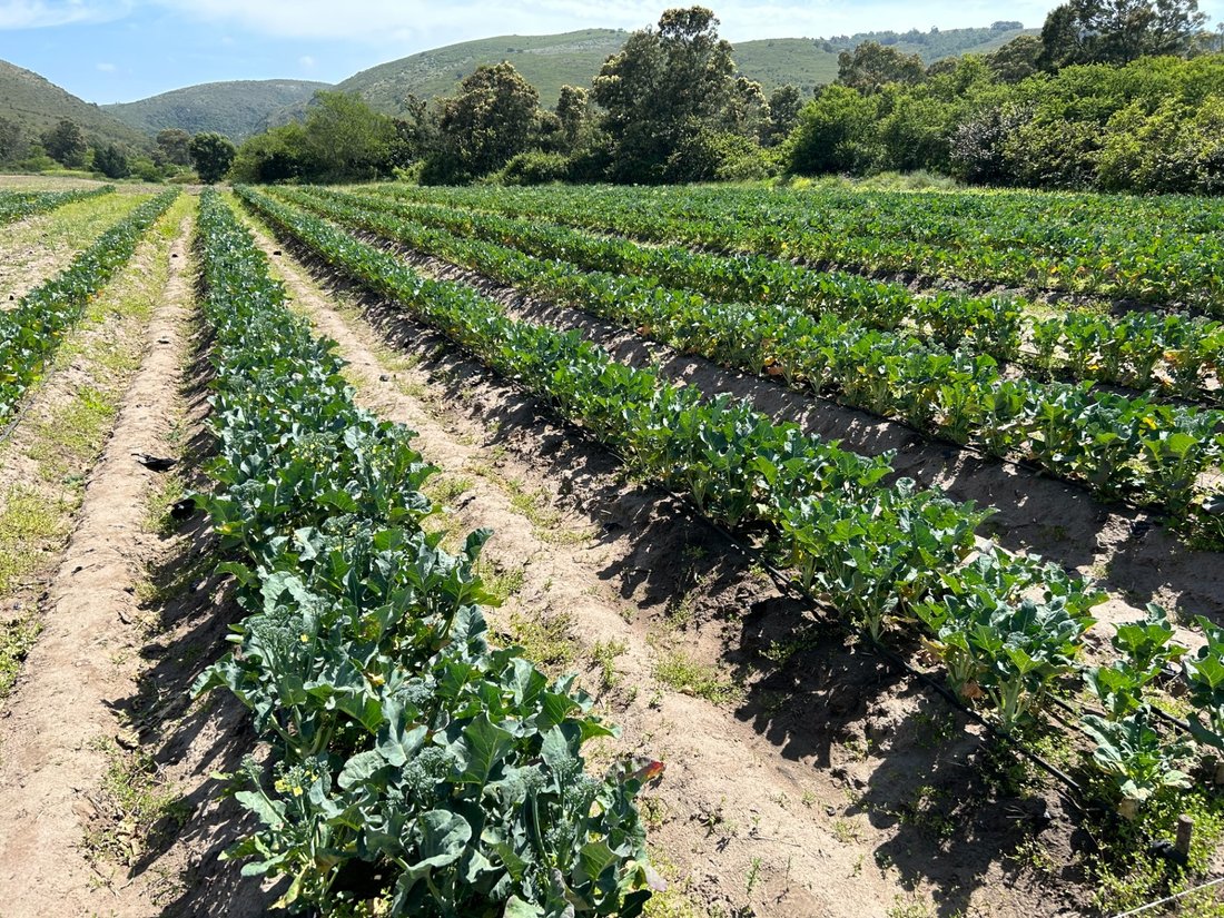 Farm Ranch in Mossel Bay, Western Cape, South Africa 4 - 18581791