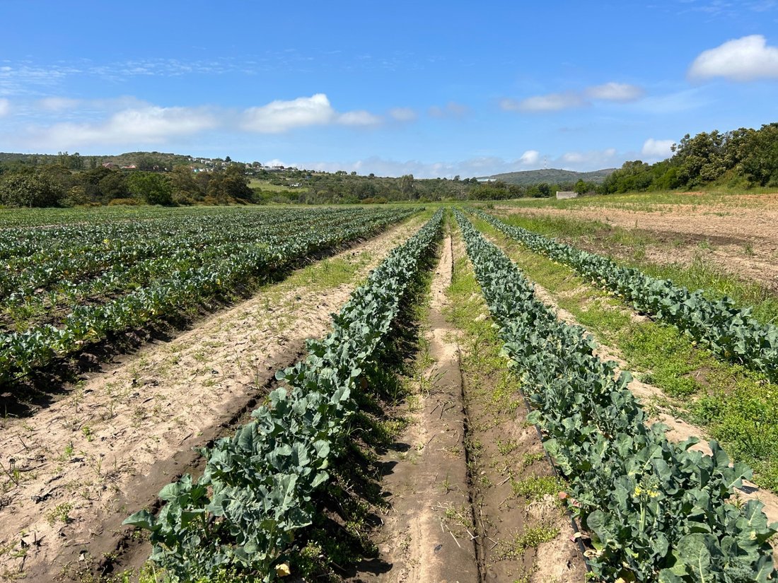 Farm Ranch in Mossel Bay, Western Cape, South Africa 5 - 18581791