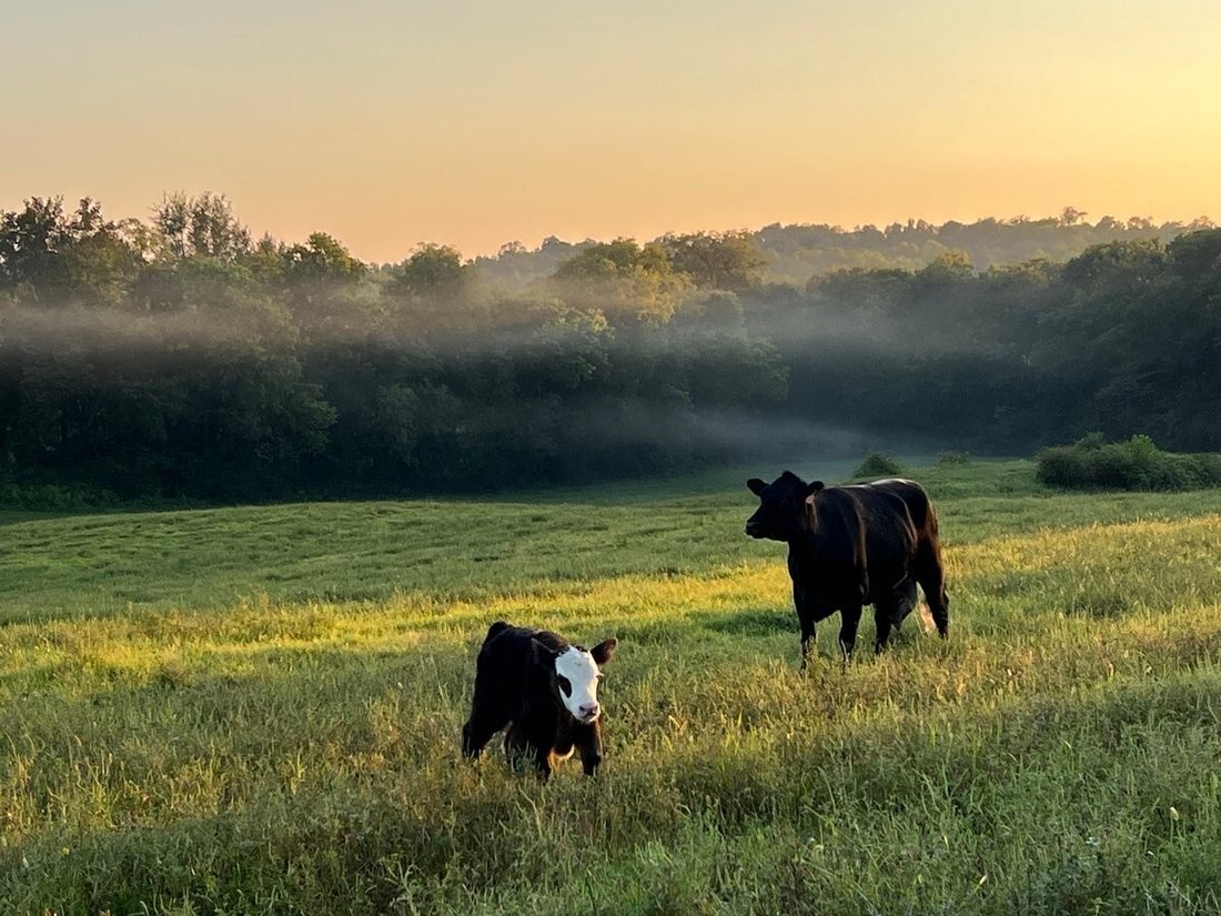 Farm Ranch in Columbia, Tennessee, United States 3 - 18581578