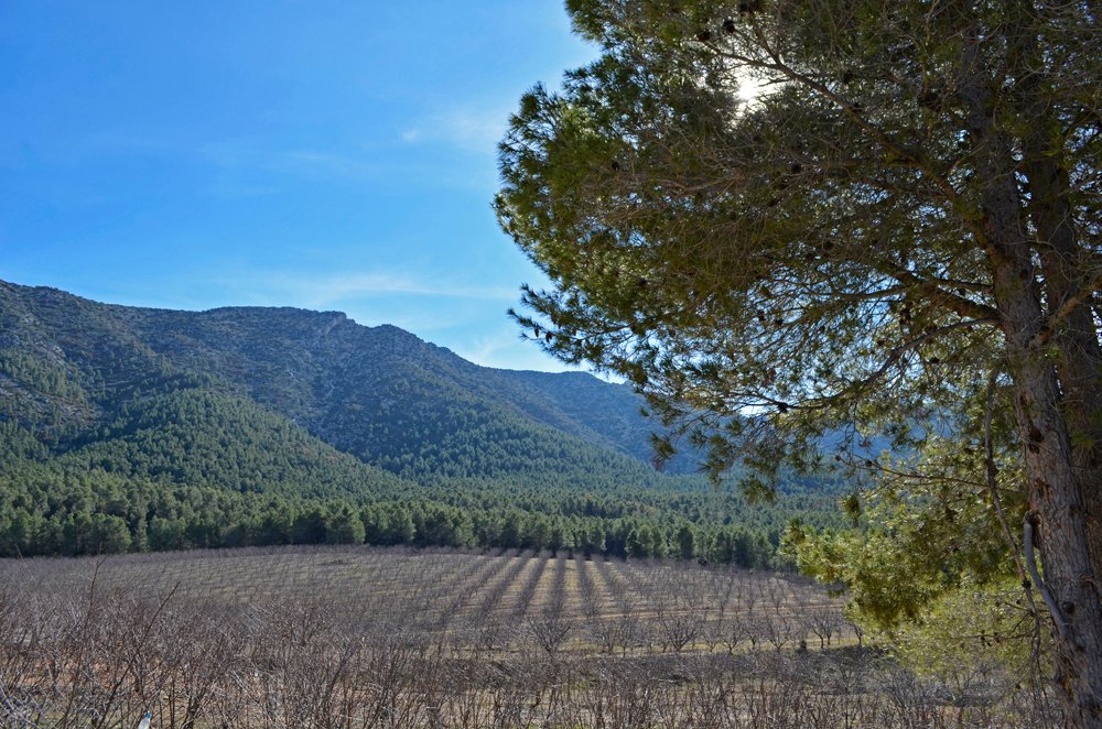 Terreno a Mula, Murcia, Spagna 4 - 18585351