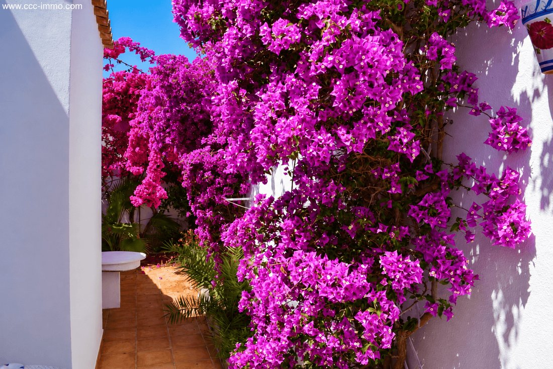 Villa in Canyamel, Capdepera, Balearic Islands 5 - 18581965
