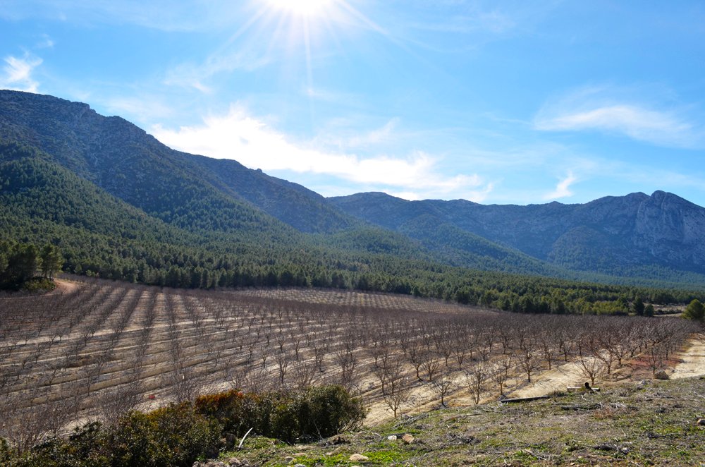 Terreno a Mula, Murcia, Spagna 2 - 18585351