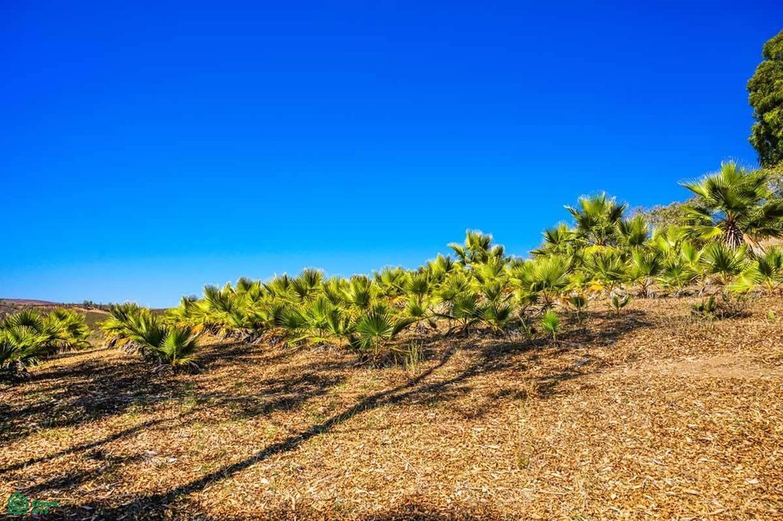 Land in El Gato, Baja California, Mexico 5 - 17814857