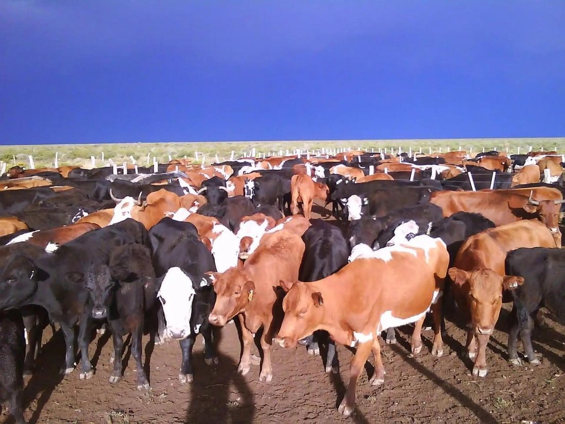 Land in Puelén, La Pampa, Argentina 2 - 18588506
