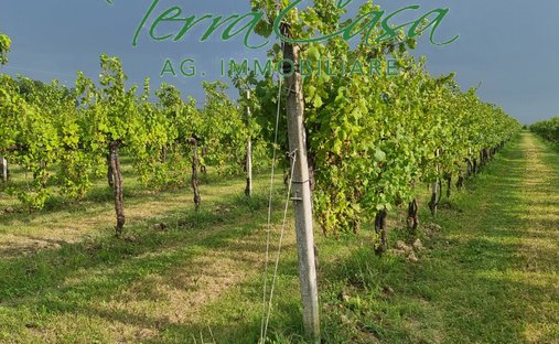 Land in Motta di Livenza, Veneto, Italy 1