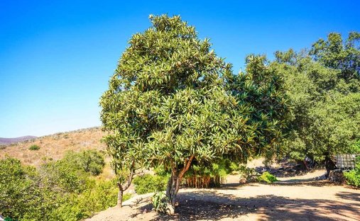 Land in El Gato, Baja California, Mexico 1