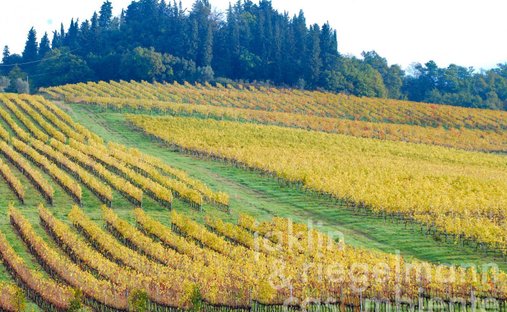 Farm Ranch in Novoli - Parco San Donato, Florence, Italy 1