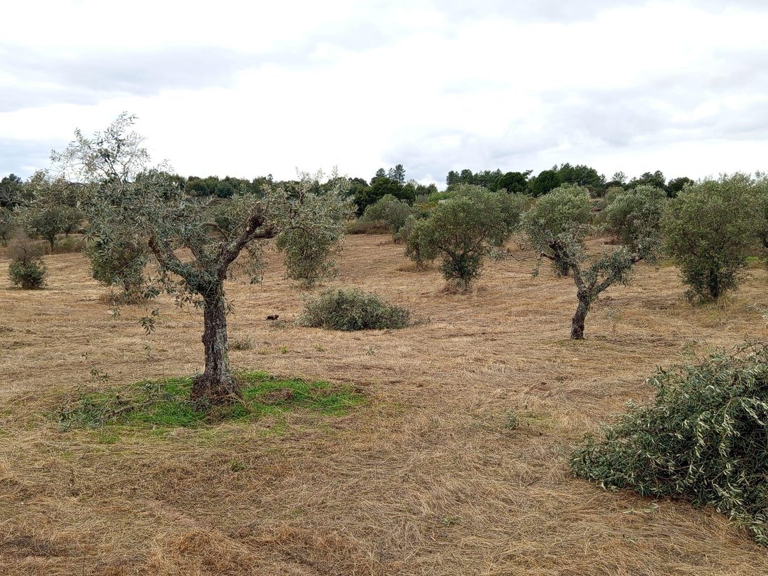 Farm Ranch in Escalos de Cima e Lousa, Castelo Branco District, Portugal 2 - 17753111