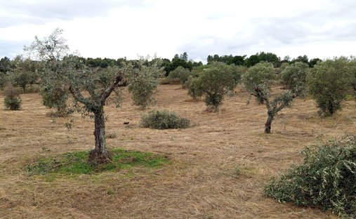 Azienda agricola a Escalos de Cima e Lousa, Distretto di Castelo Branco, Portogallo 1