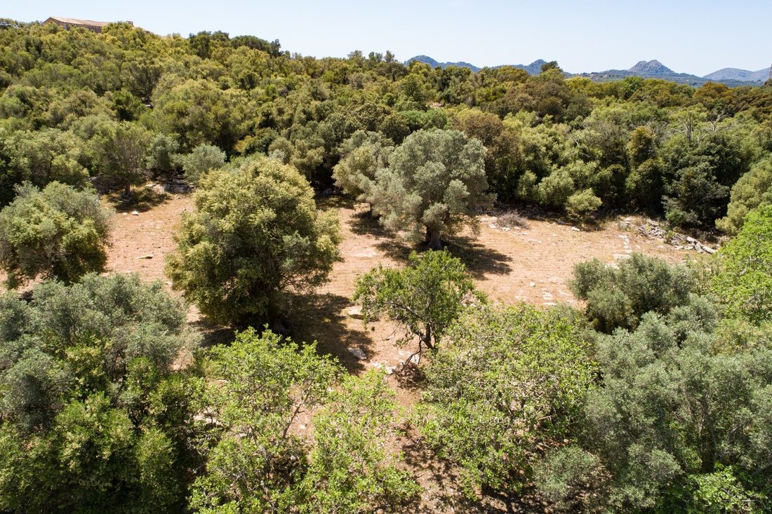 Land in Artà, Balearische Inseln, Spanien 5 - 18596324