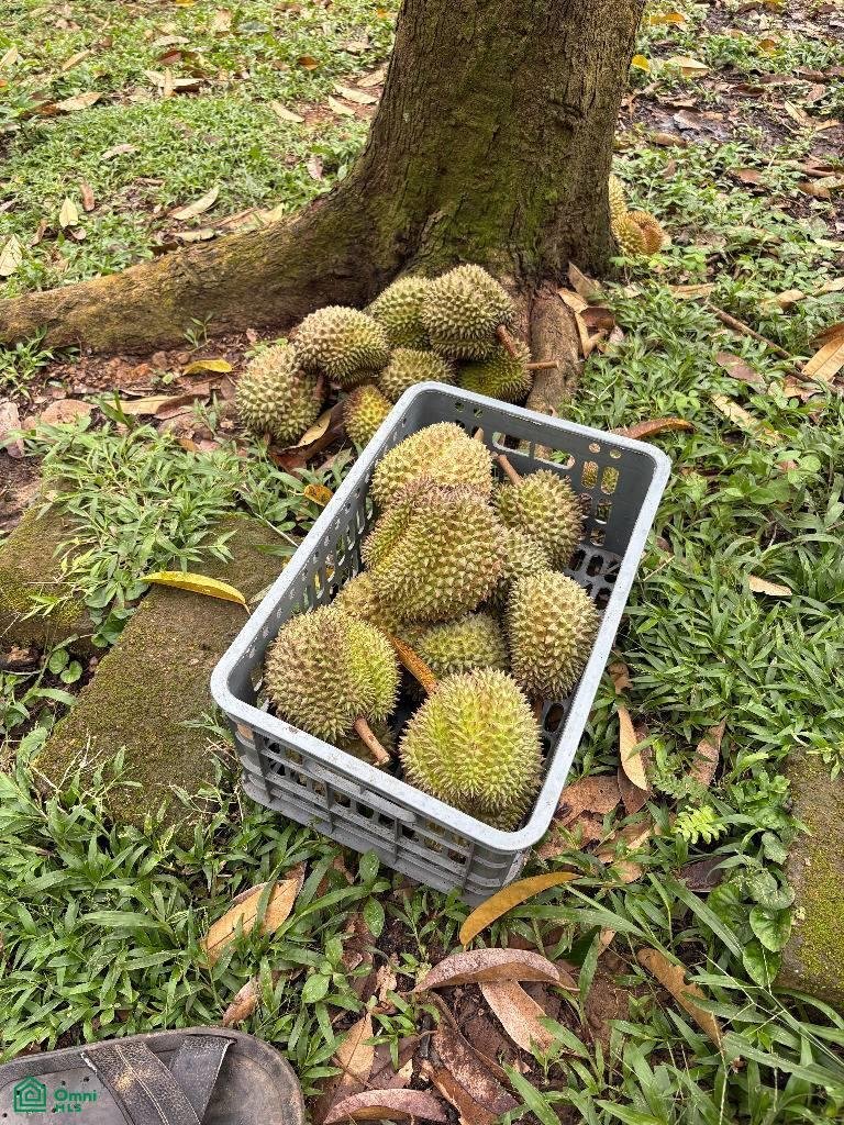 Land in Hone Creek, Limón Province, Costa Rica 3 - 17806967