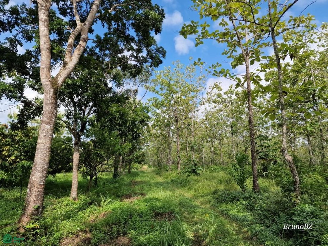 Land in Yemeri Grove, Toledo District, Belize 2 - 17908207