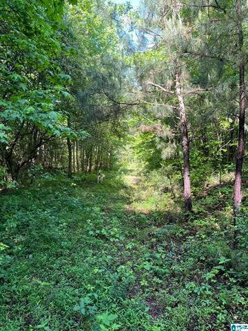 Land in Oneonta, Alabama, United States 2 - 18608957