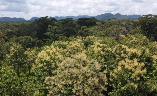 Land in Yemeri Grove, Toledo District, Belize 1