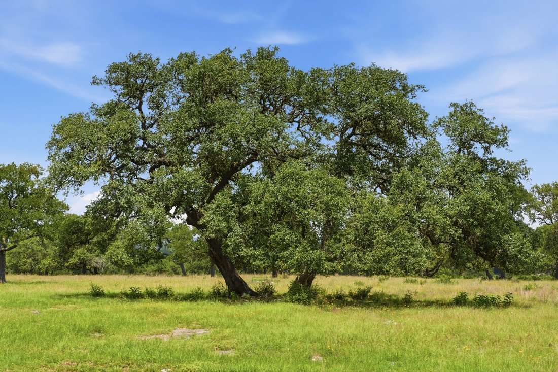 Land in Boerne, Texas, United States 2 - 18015332