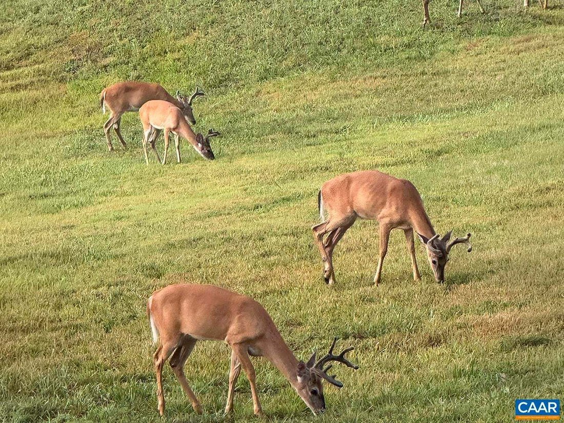 Farm Ranch in Gordonsville, Virginia, United States 1 - 17751883