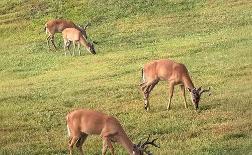Farm Ranch in Gordonsville, Virginia, United States 1