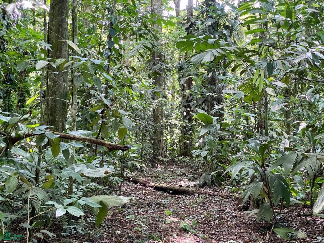Land in Sarapiqui, Costa Rica 5 - 17811449