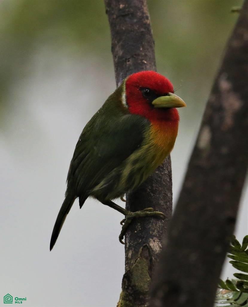 Land in Pangola, Heredia Province, Costa Rica 5 - 18609490