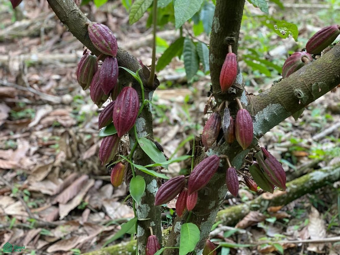 Land in Sarapiqui, Costa Rica 2 - 17811449