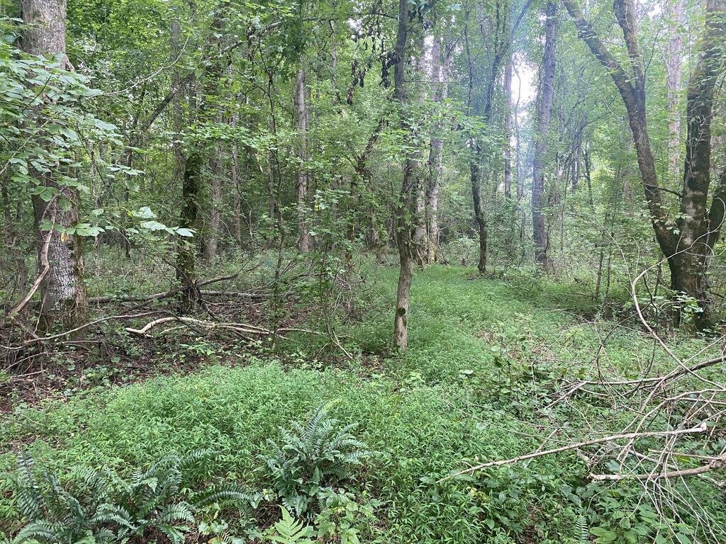 Land in Shiloh, Georgia, United States 3 - 18620629