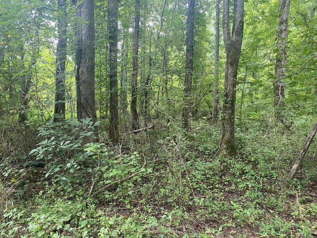 Land in Shiloh, Georgia, United States 5 - 18620629