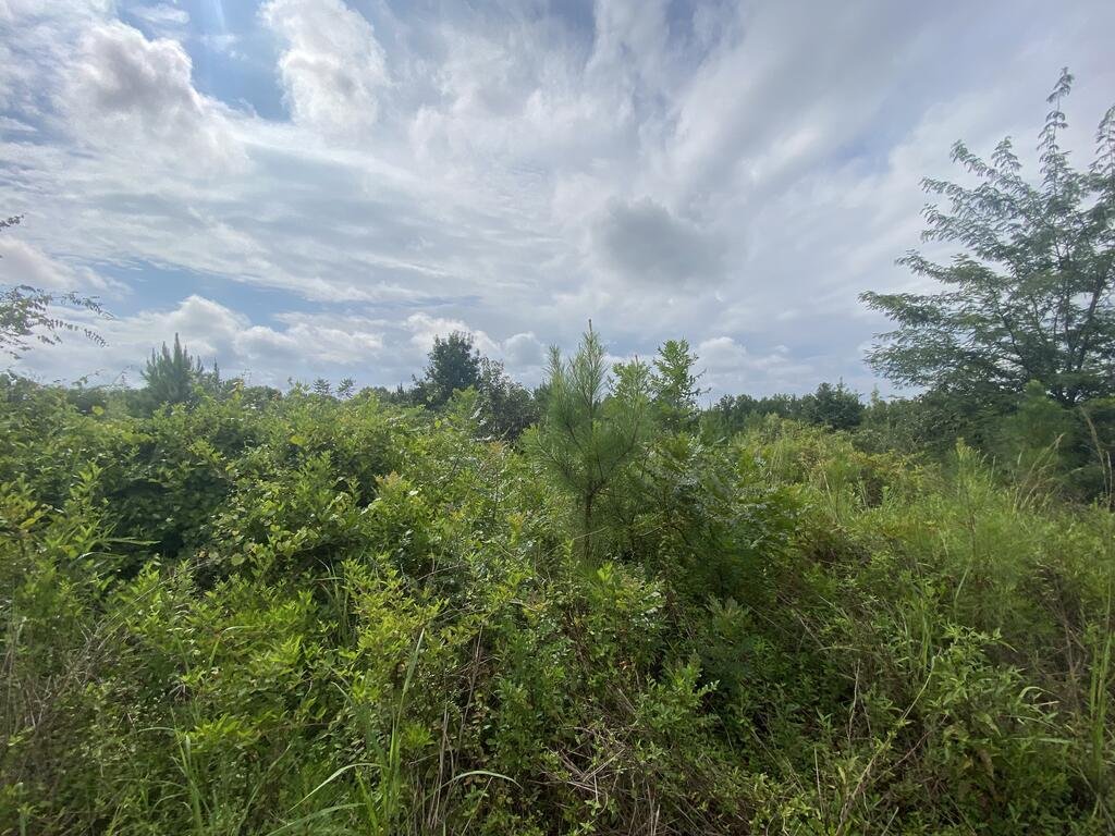 Land in Shiloh, Georgia, United States 2 - 18620629