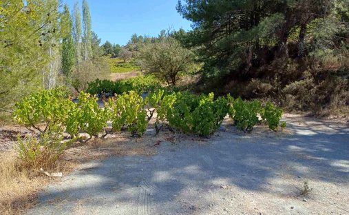 Land in Agridia, Limassol, Cyprus 1