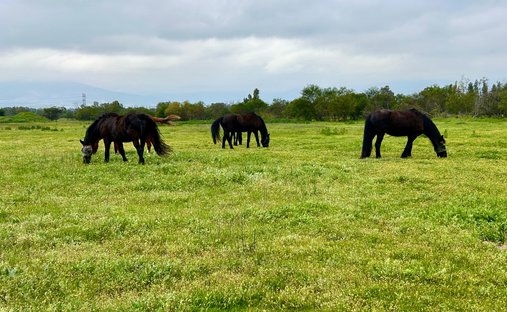 Farm Ranch in Paarl, Western Cape, South Africa 1