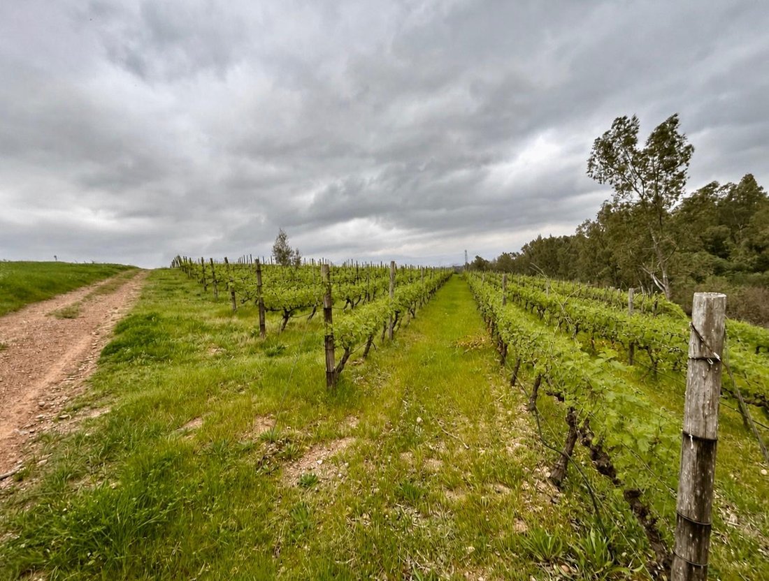 Farm Ranch in Southern Paarl, Western Cape, South Africa 5 - 18618026