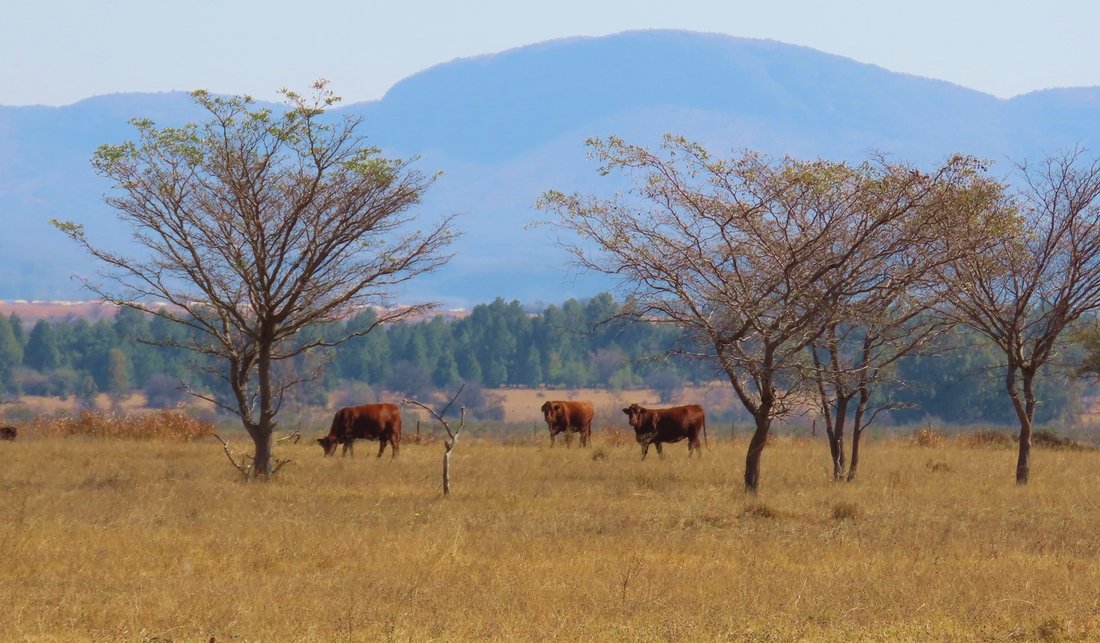 Farm Ranch in Modimolle Local Municipality, Limpopo, South Africa 3 - 18617999