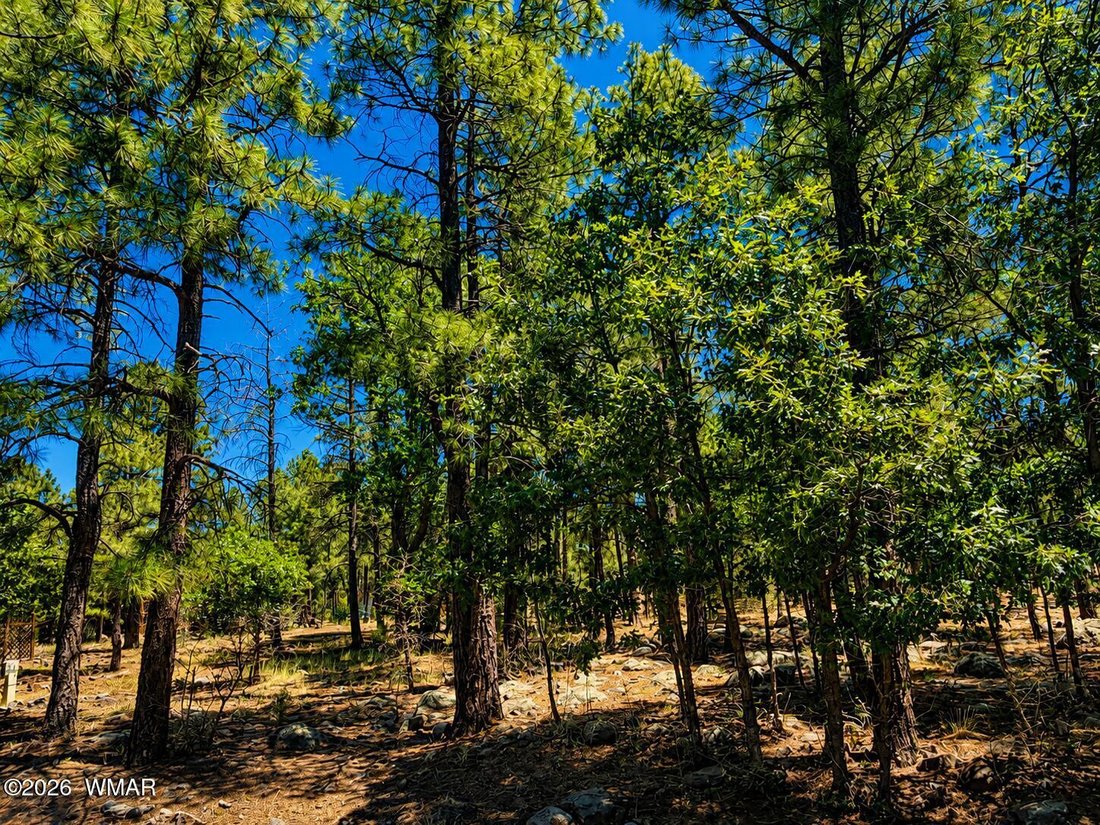 Pinetop-Lakeside, Arizona, United States 4 - 18624154