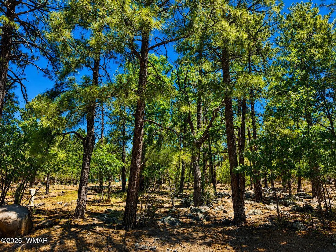 Pinetop-Lakeside, Arizona, United States 2 - 18624154