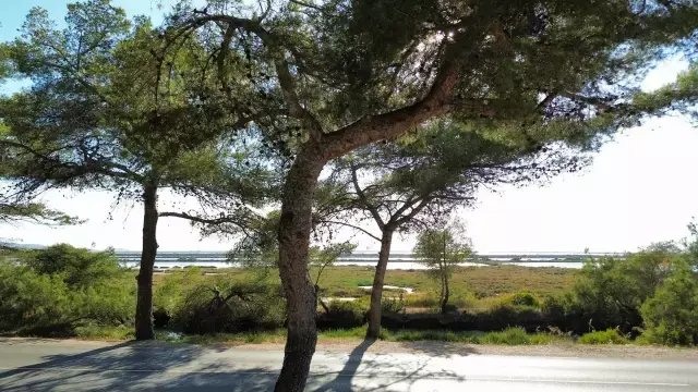 Land in Hyeres, Provence-Alpes-Côte d'Azur, France 4 - 16296578