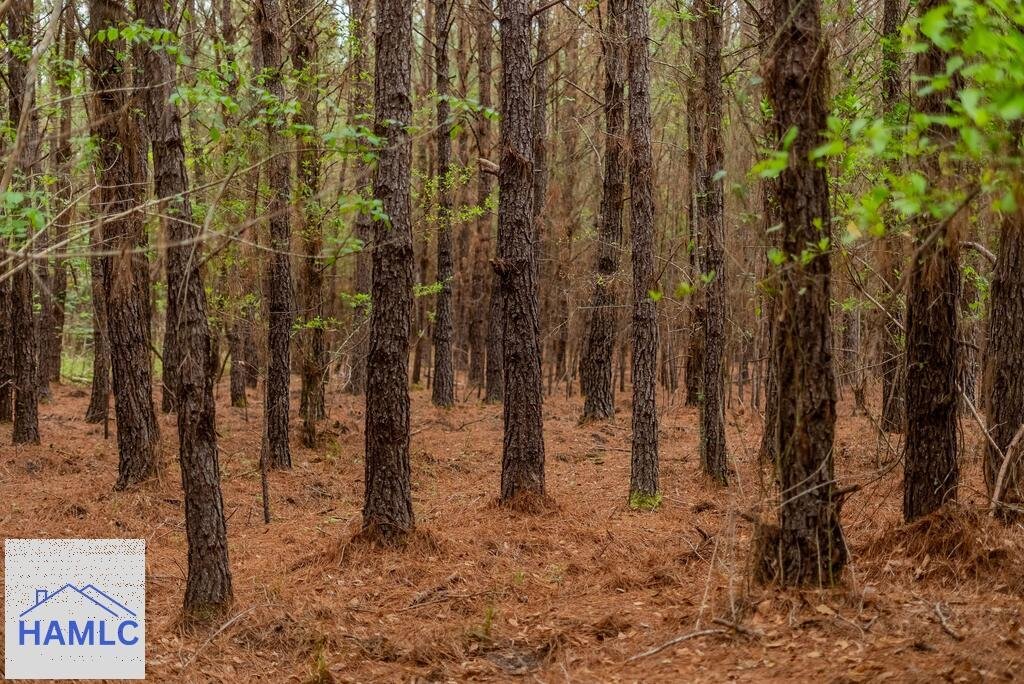 Land in Abbeville, Georgia, United States 5 - 18628086